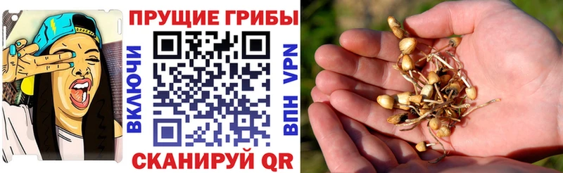 Псилоцибиновые грибы мицелий  OMG как зайти  Долгопрудный 