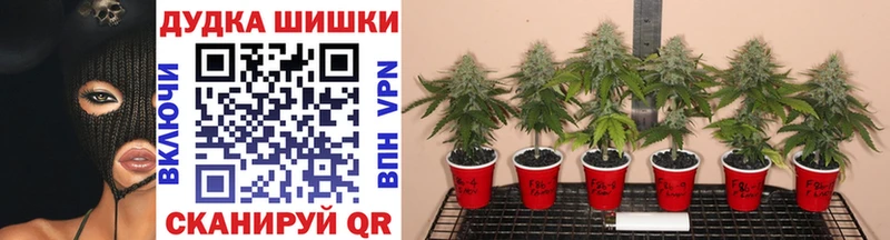OMG вход  купить закладку  Долгопрудный  Бошки Шишки планчик 